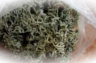 Ирландский мох: суть продукта, польза и применение в кулинарии