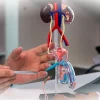 Жизнь после варикоцелэктомии: восстановление, спорт и планирование семьи