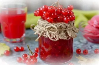Калина: польза и вред для здоровья
