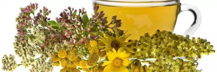 Лечебные свойства девясила и его использование в медицине