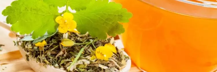 Трава чистотел