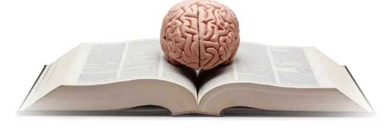 Что происходит с мозгом при чтении книги?