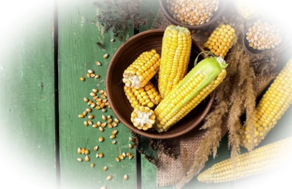 Кукуруза: польза продукта