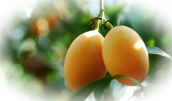 Полезные свойства марианской сливы