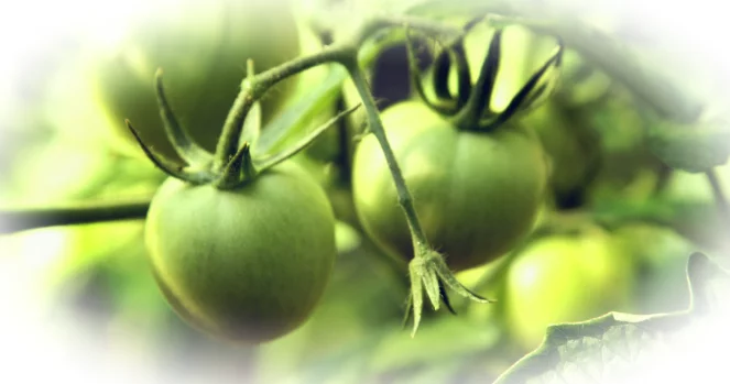 Зеленые помидоры: польза, вред, правила хранения и идеи блюд